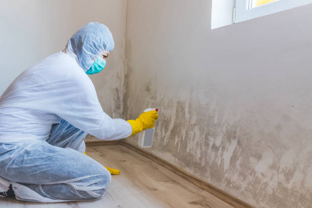 Licensed Mold Remediation service in Clear Brook, VA - WQB Mold Removal